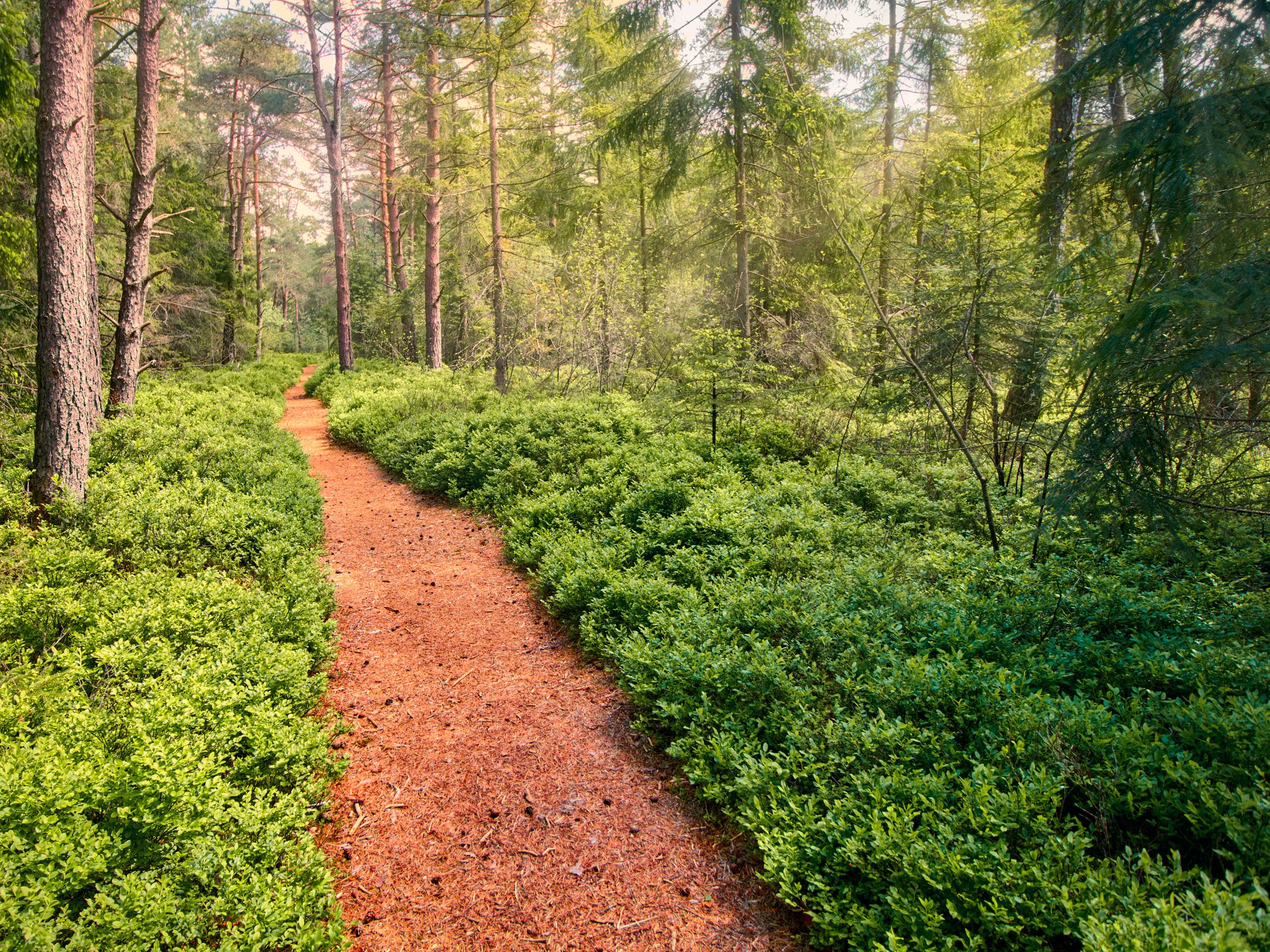 Weg, dicht mit roten Kiefernnadeln bedeckt der durch einen grünen Wald mit dichter, grüner Bodenbewachsung führt