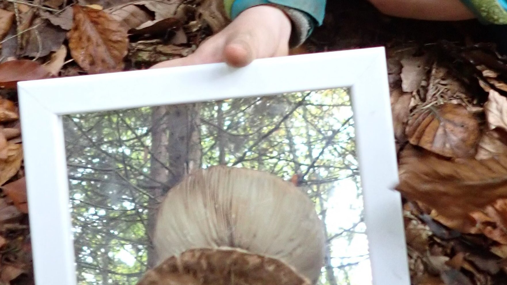Kind hält einen Spiegel an die Unterseite eines Pilzes um die Lamellen besser sichtbar zu machen